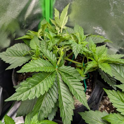 Grow Mix growlog timeline photo
