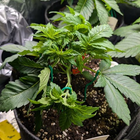 Grow Mix growlog timeline photo