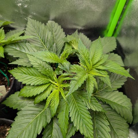 Grow Mix growlog timeline photo