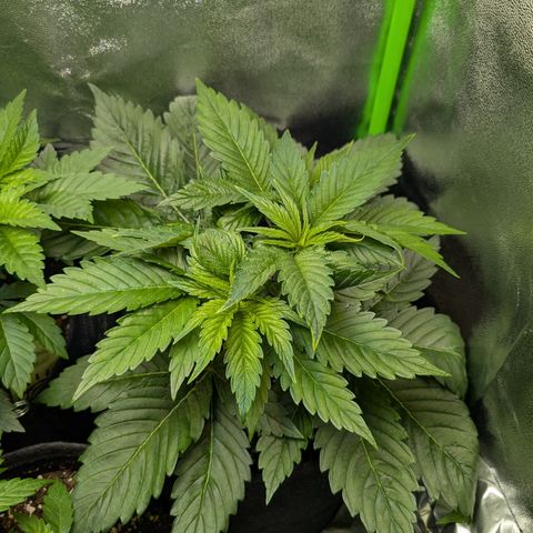 Grow Mix growlog timeline photo