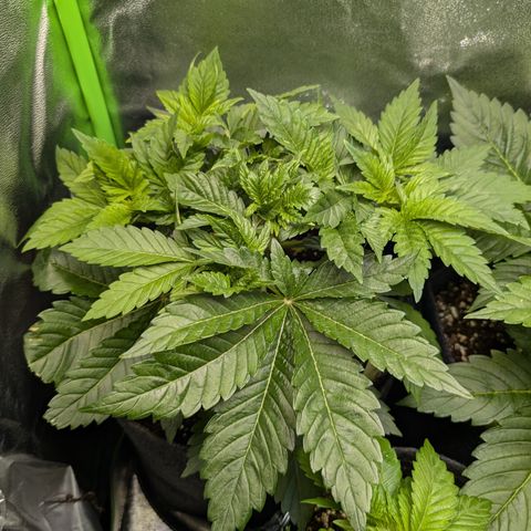 Grow Mix growlog timeline photo