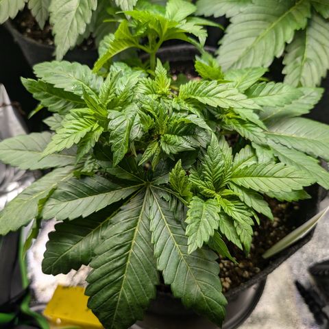 Grow Mix growlog timeline photo