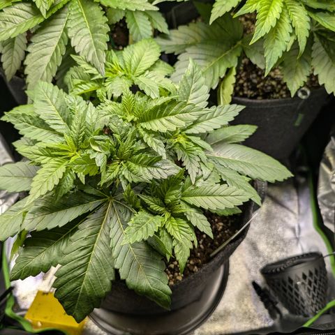 Grow Mix growlog timeline photo
