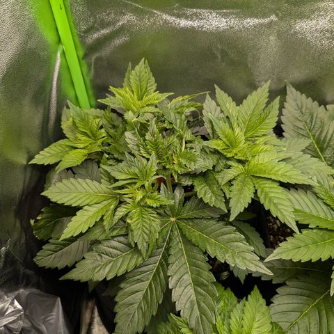 Grow Mix growlog timeline photo
