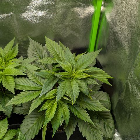 Grow Mix growlog timeline photo