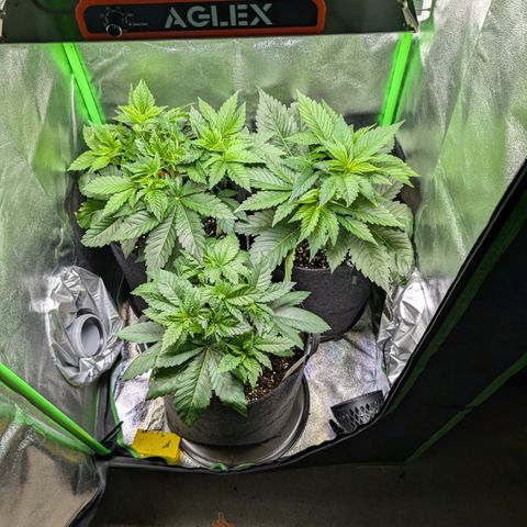 Grow Mix growlog timeline photo