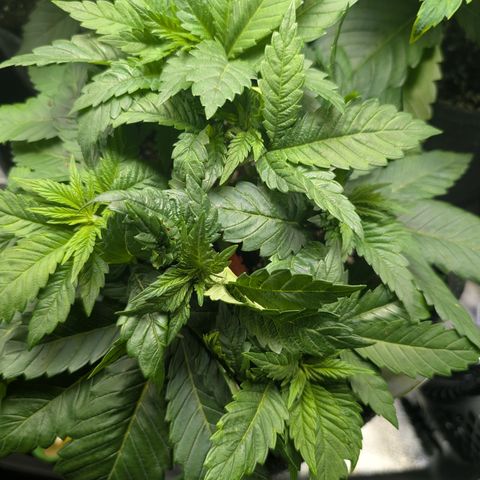 Grow Mix growlog timeline photo
