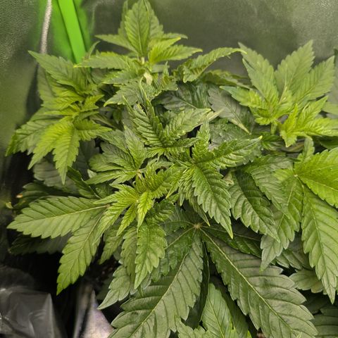 Grow Mix growlog timeline photo