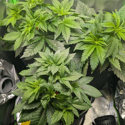 Grow Mix growlog timeline photo