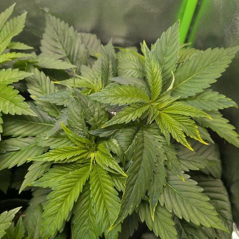 Grow Mix growlog timeline photo