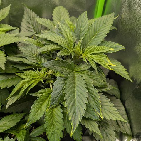 Grow Mix growlog timeline photo