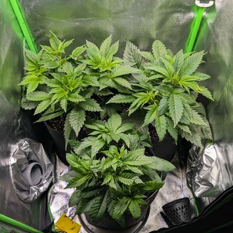 Grow Mix growlog timeline photo