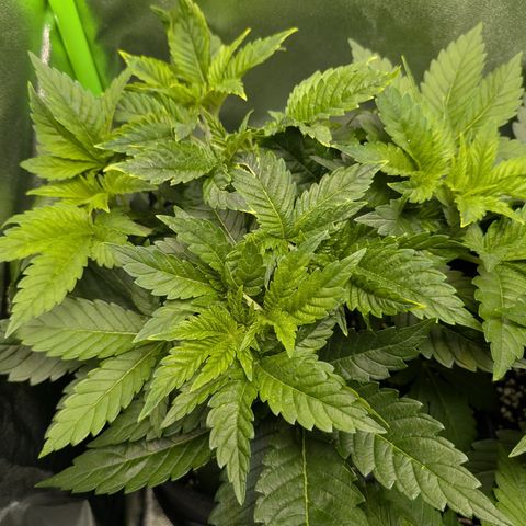 Grow Mix growlog timeline photo
