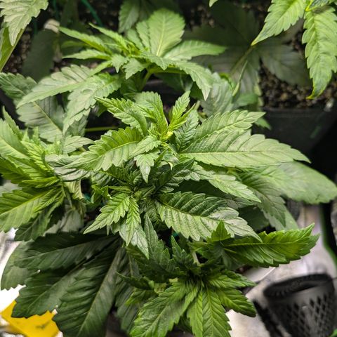 Grow Mix growlog timeline photo