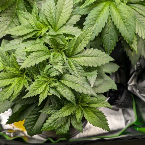 Grow Mix growlog timeline photo