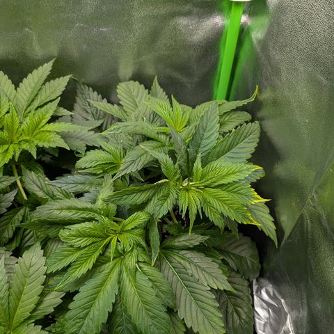 Grow Mix growlog timeline photo