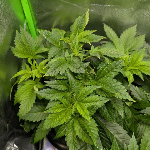 Grow Mix growlog timeline photo