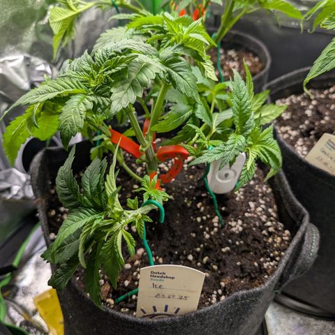 Grow Mix growlog timeline photo