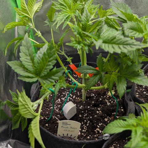 Grow Mix growlog timeline photo