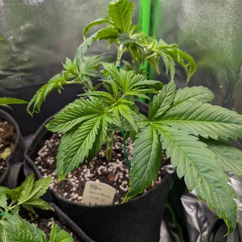 Grow Mix growlog timeline photo