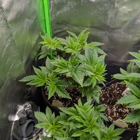 Grow Mix growlog timeline photo