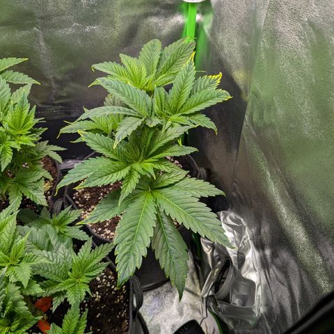 Grow Mix growlog timeline photo