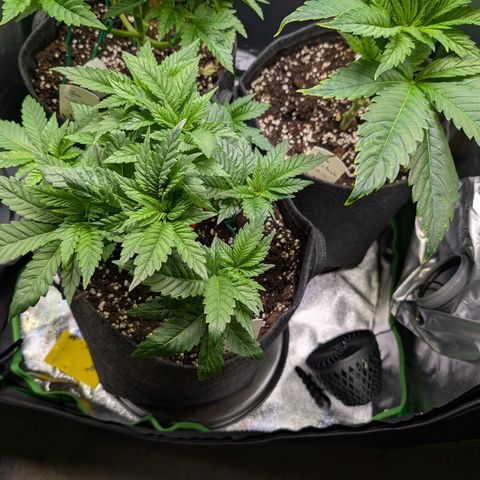Grow Mix growlog timeline photo