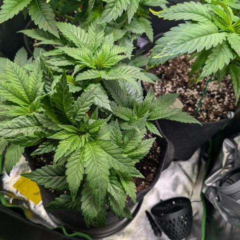 Grow Mix growlog timeline photo