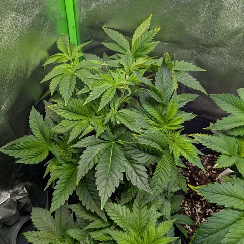 Grow Mix growlog timeline photo