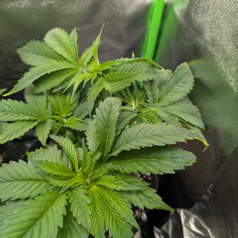 Grow Mix growlog timeline photo
