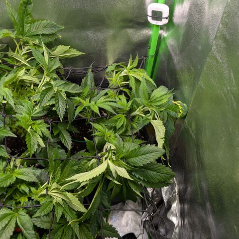 Grow Mix growlog timeline photo