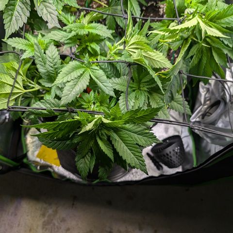 Grow Mix growlog timeline photo