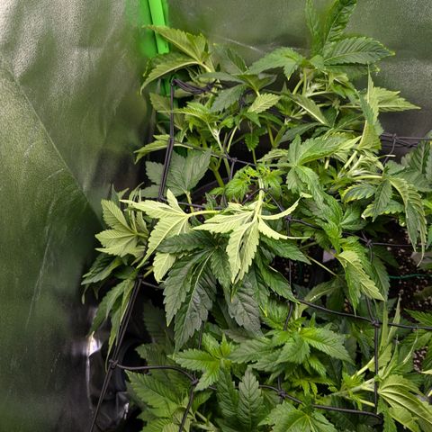Grow Mix growlog timeline photo