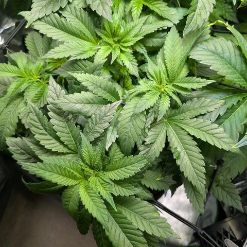 Grow Mix growlog timeline photo