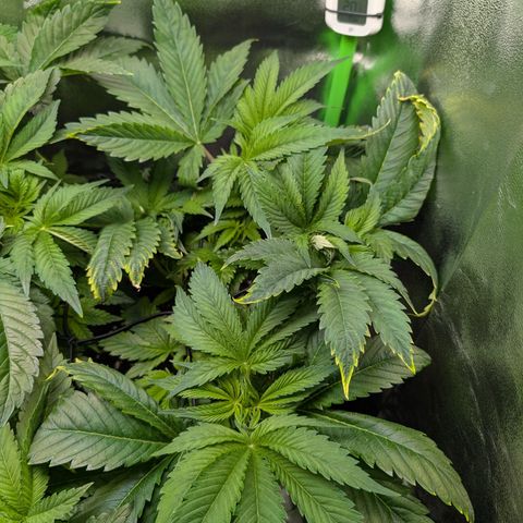 Grow Mix growlog timeline photo