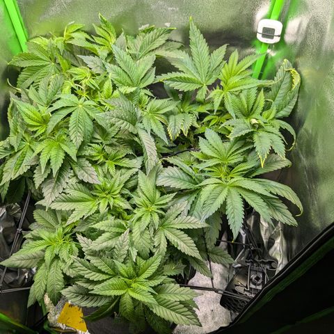Grow Mix growlog timeline photo