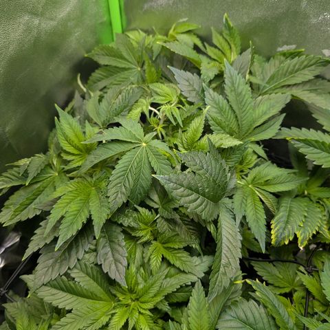 Grow Mix growlog timeline photo