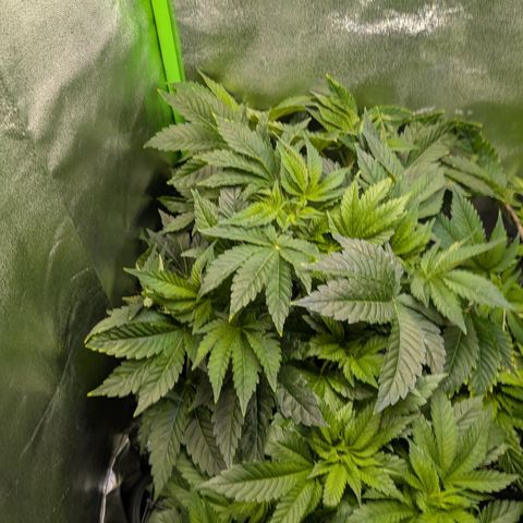 Grow Mix growlog timeline photo
