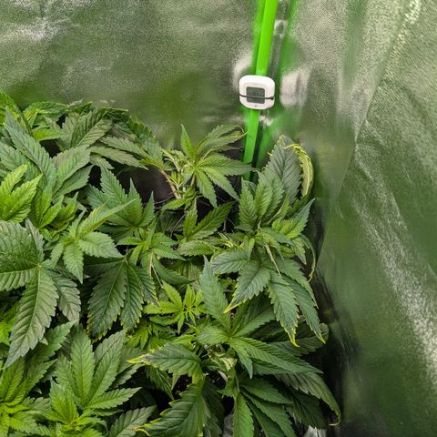 Grow Mix growlog timeline photo