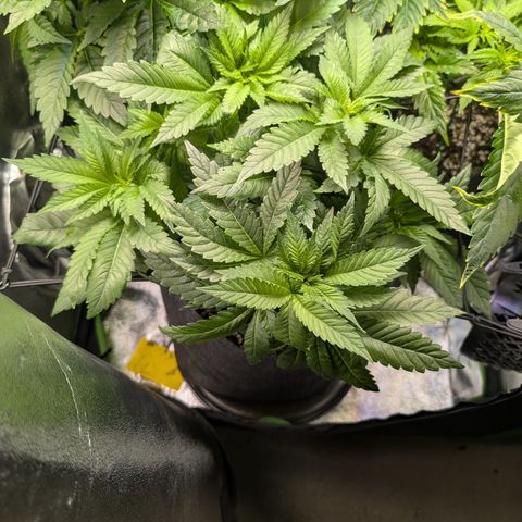Grow Mix growlog timeline photo