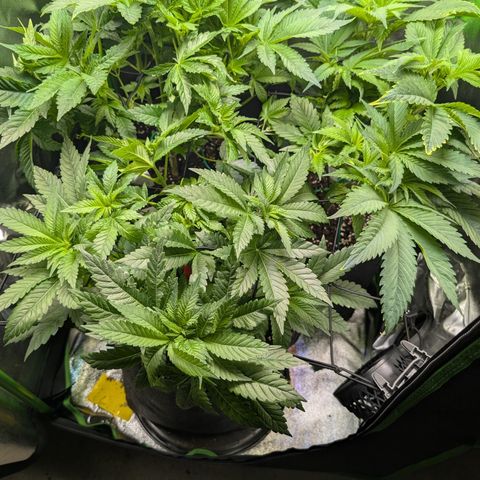Grow Mix growlog timeline photo