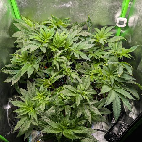 Grow Mix growlog timeline photo