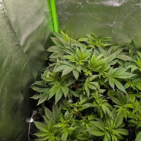 Grow Mix growlog timeline photo