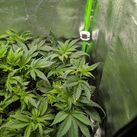 Grow Mix growlog timeline photo