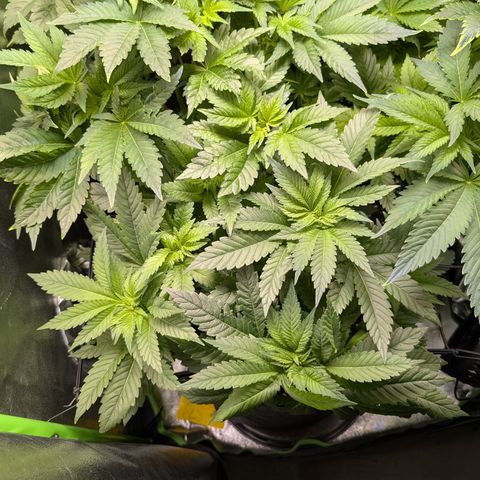 Grow Mix growlog timeline photo