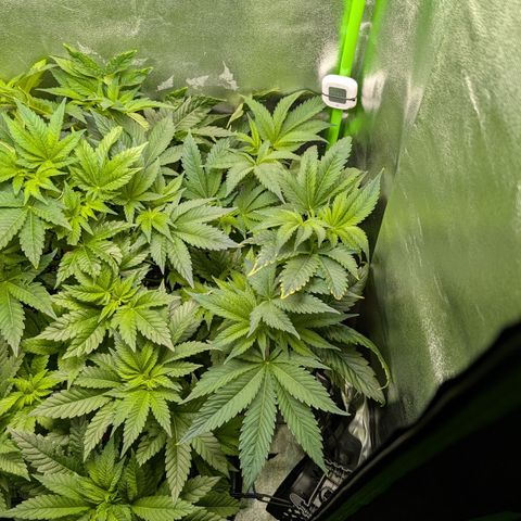 Grow Mix growlog timeline photo