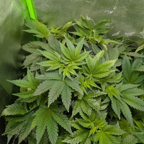 Grow Mix growlog timeline photo