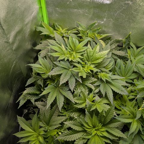 Grow Mix growlog timeline photo