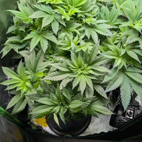 Grow Mix growlog timeline photo