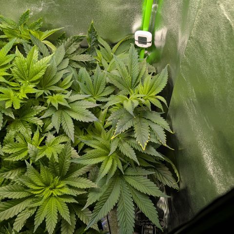 Grow Mix growlog timeline photo